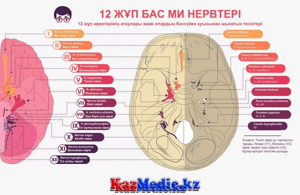 12 жұп бассүйек ми нервтері