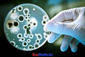 Бактериялар қазақша