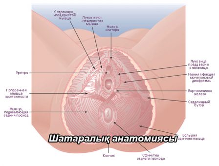 Шатаралық топографиялық анатомиясы