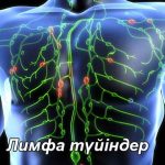 Лимфа түйіндері