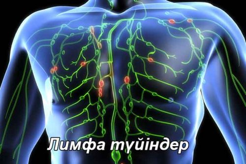 Лимфа түйіндері