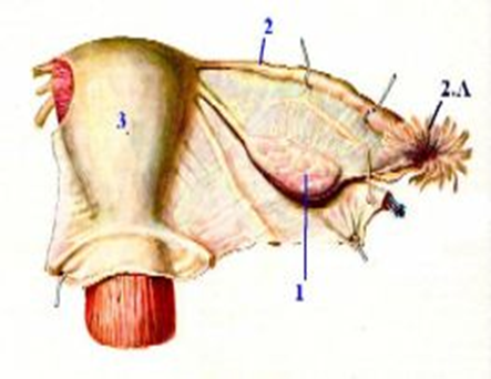 3 части матки. Широкая связка матки анатомия.