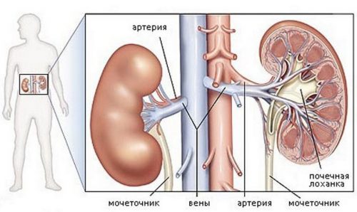 Ерлердегі несеп шығару жолдары инфекциясы
